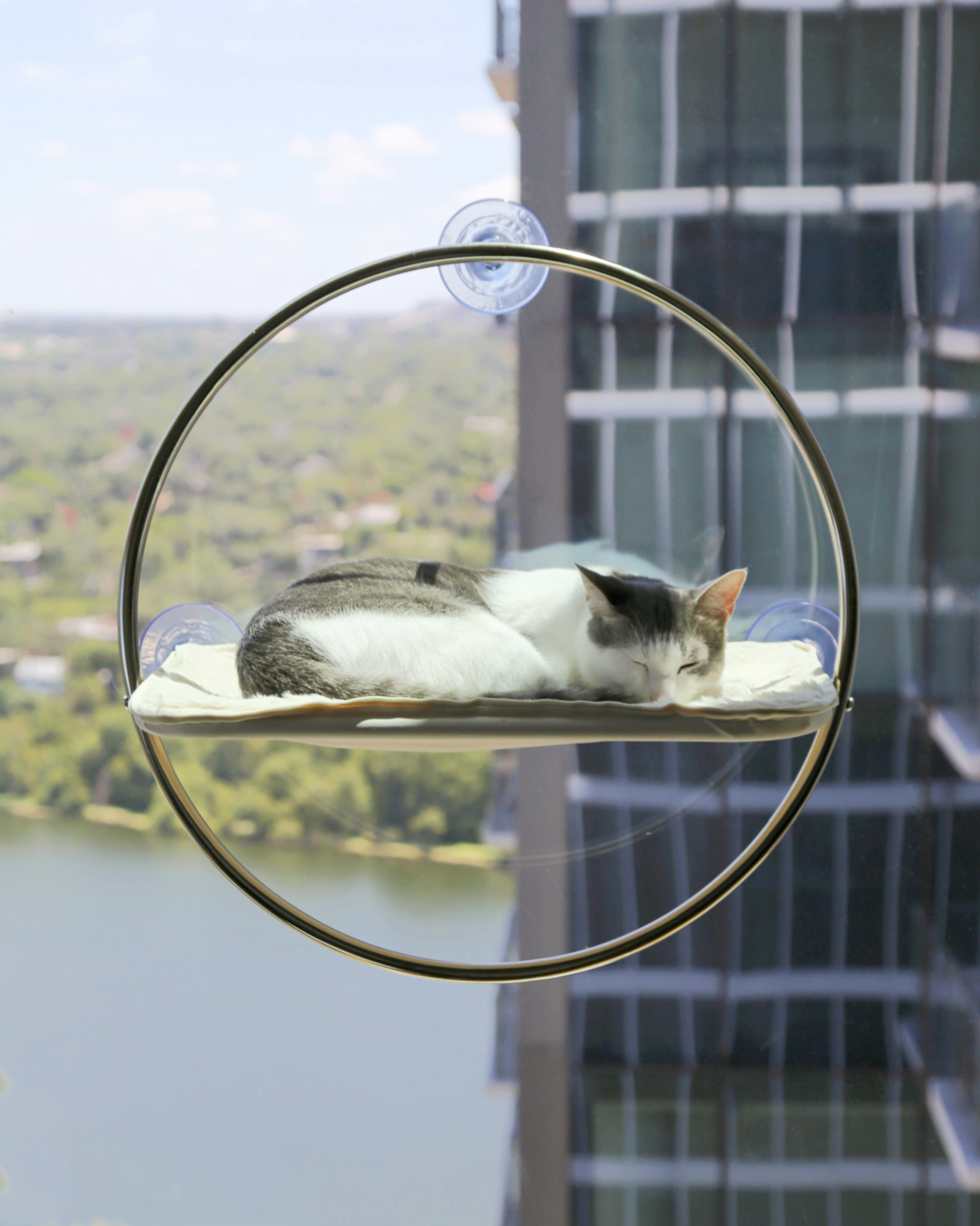 PRE-ORDER | Orbit Cat Bed