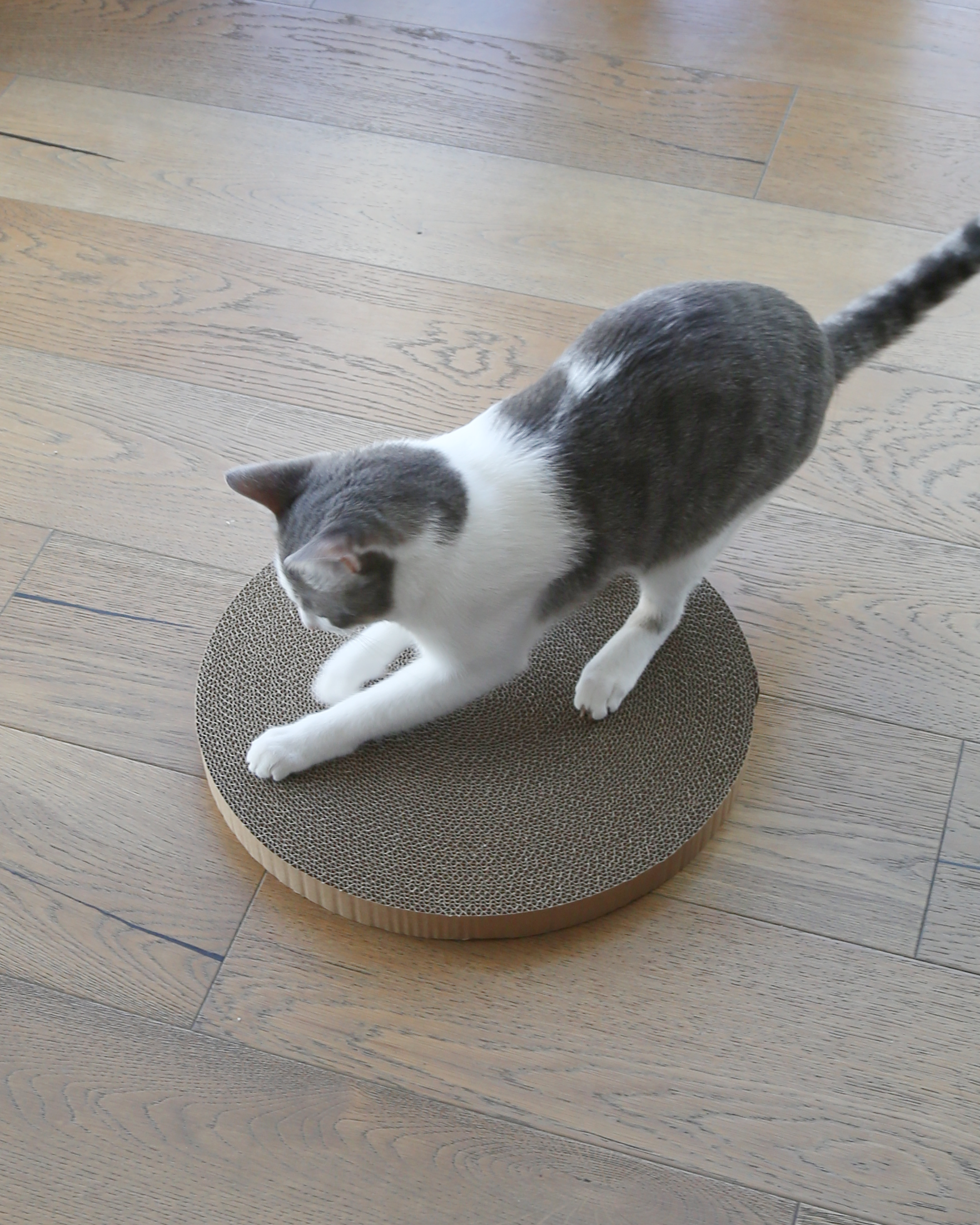 Sundial Disc | Round Cardboard Cat Scratcher | Catenary Home