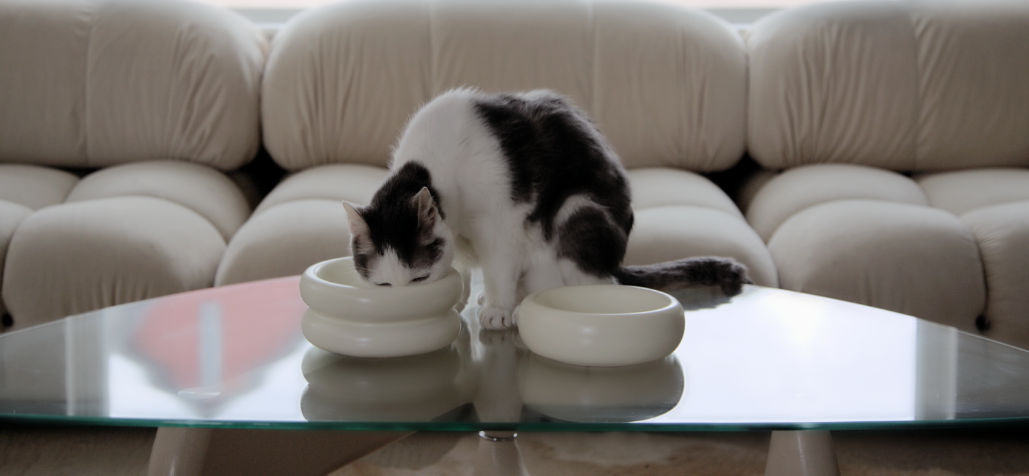 catenary white and grey cat eating from modern cat bowls on coffee table in modern living room