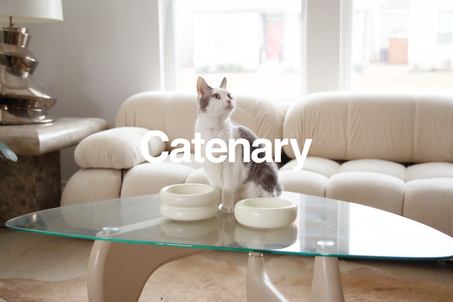 catenary cat in modern living room with modern cat furniture and modern cat bowls that prevent whisker fatigue