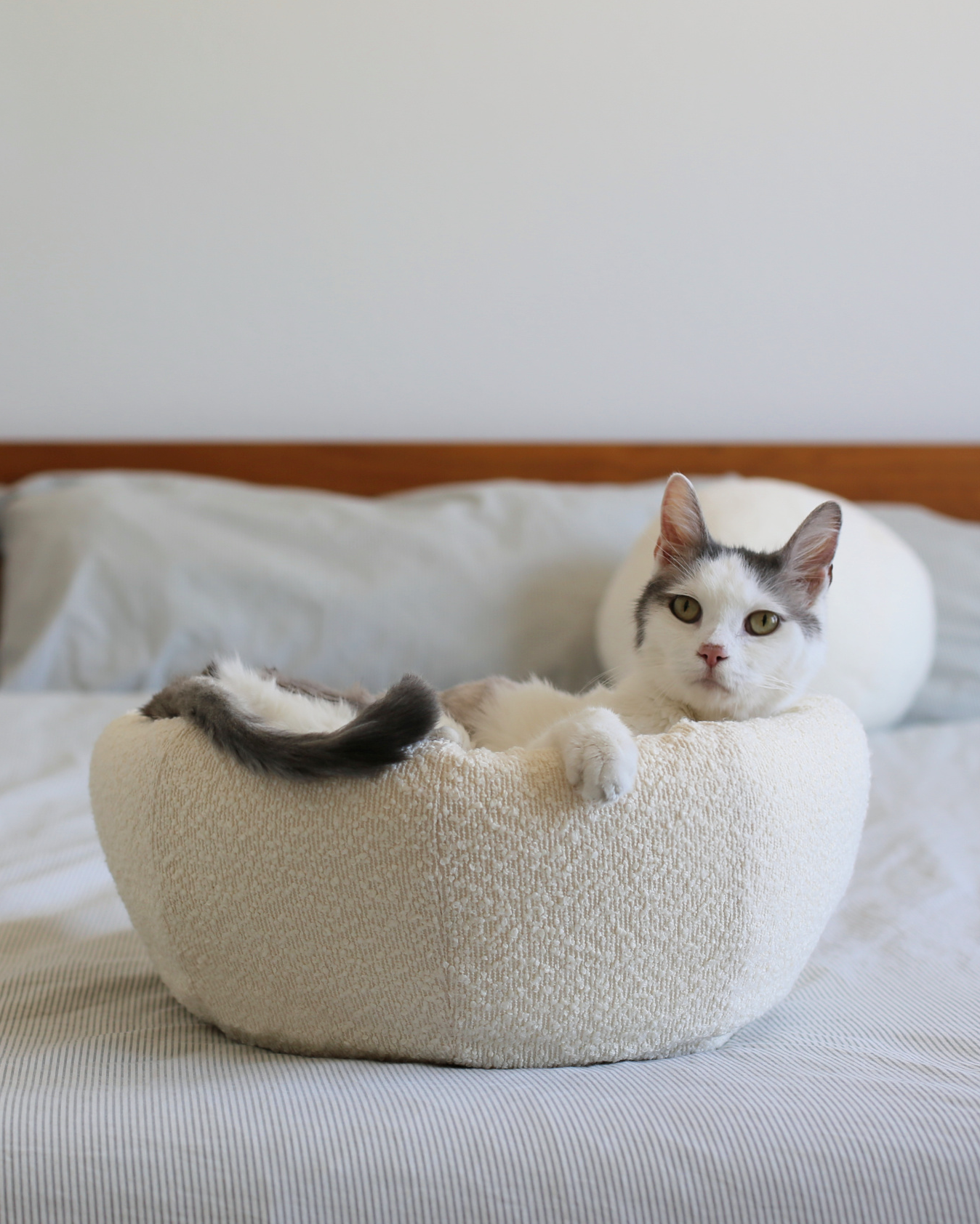 convertible best cat cave to boucle cat bed by catenary home modern cat furniture company with grey and white aesthetic cat lounging inside cat cave bed on top of bed with mid century modern wood headboard