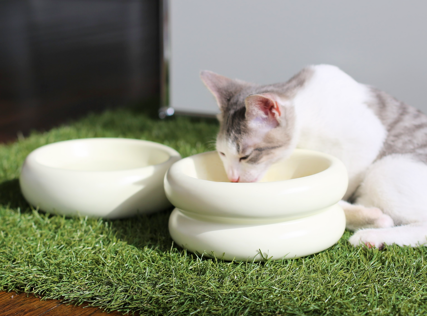 grey and white cat eating from elevated cat bowl in white ceramic on astroturf