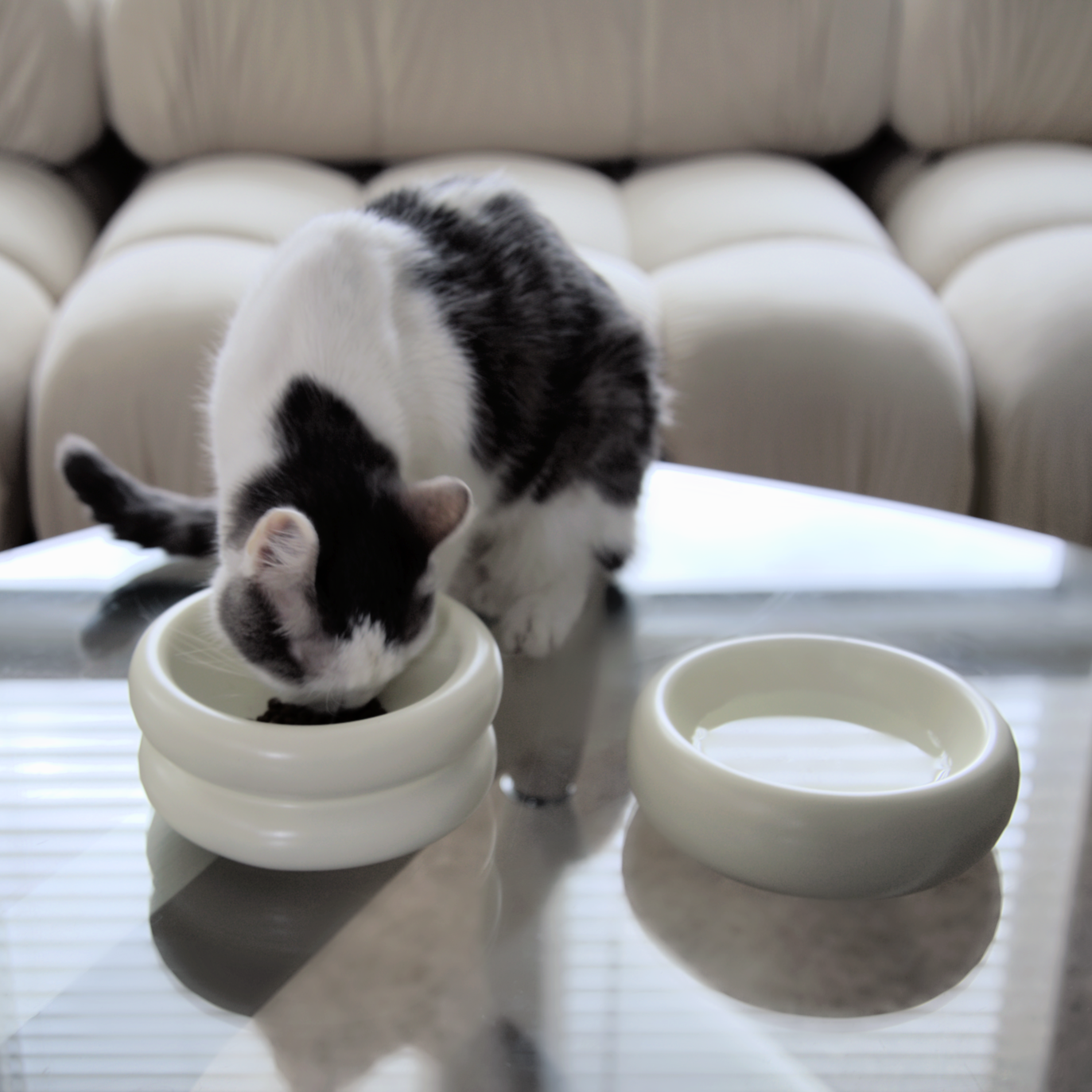 a white and grey cat eating from white raised cat bowl in organic modern aesthetic home