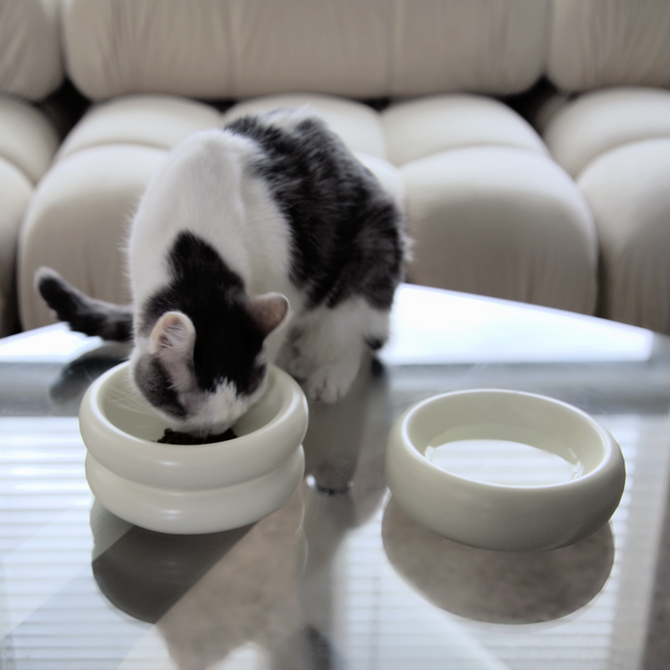 Should You Buy An Elevated Cat Bowl?