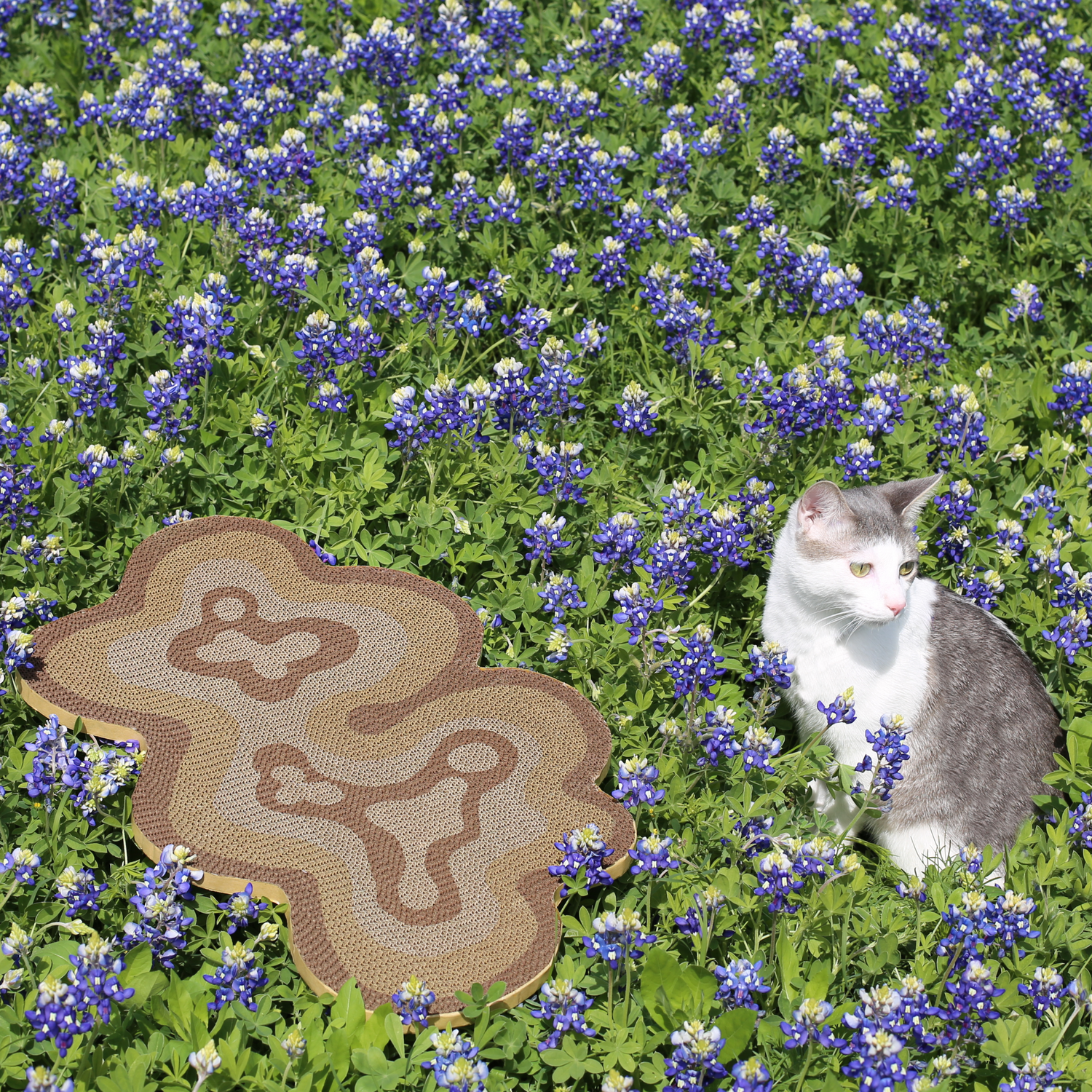 modern cat scratcher and cat scratching board in field of blue bonnet flowers with grey and white cat