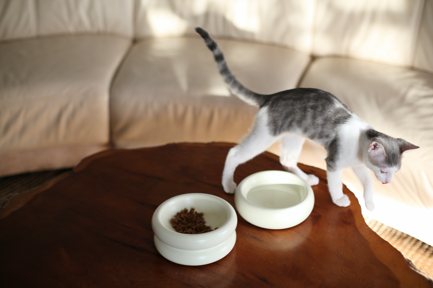 grey and white kitten on live edge wood coffee table in living room with white couch and two modern cat bowls by catenary home that is an elevated cat bowl as a food bowl and a cat water bowl