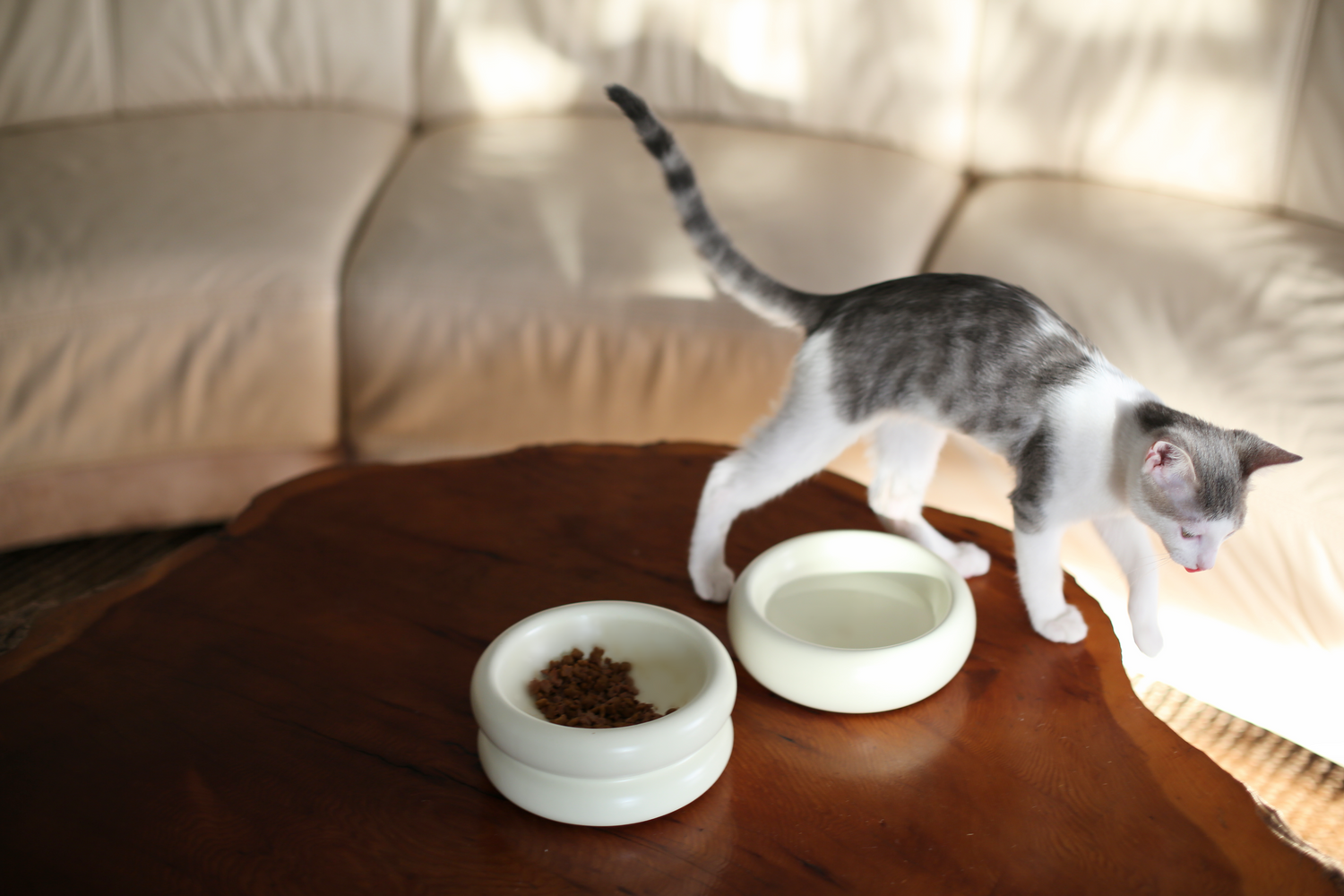 elevated cat bowl and modern cat bowl on wood coffee table with grey and white cat and white leather couch by catenary home modern cat funiture design studio