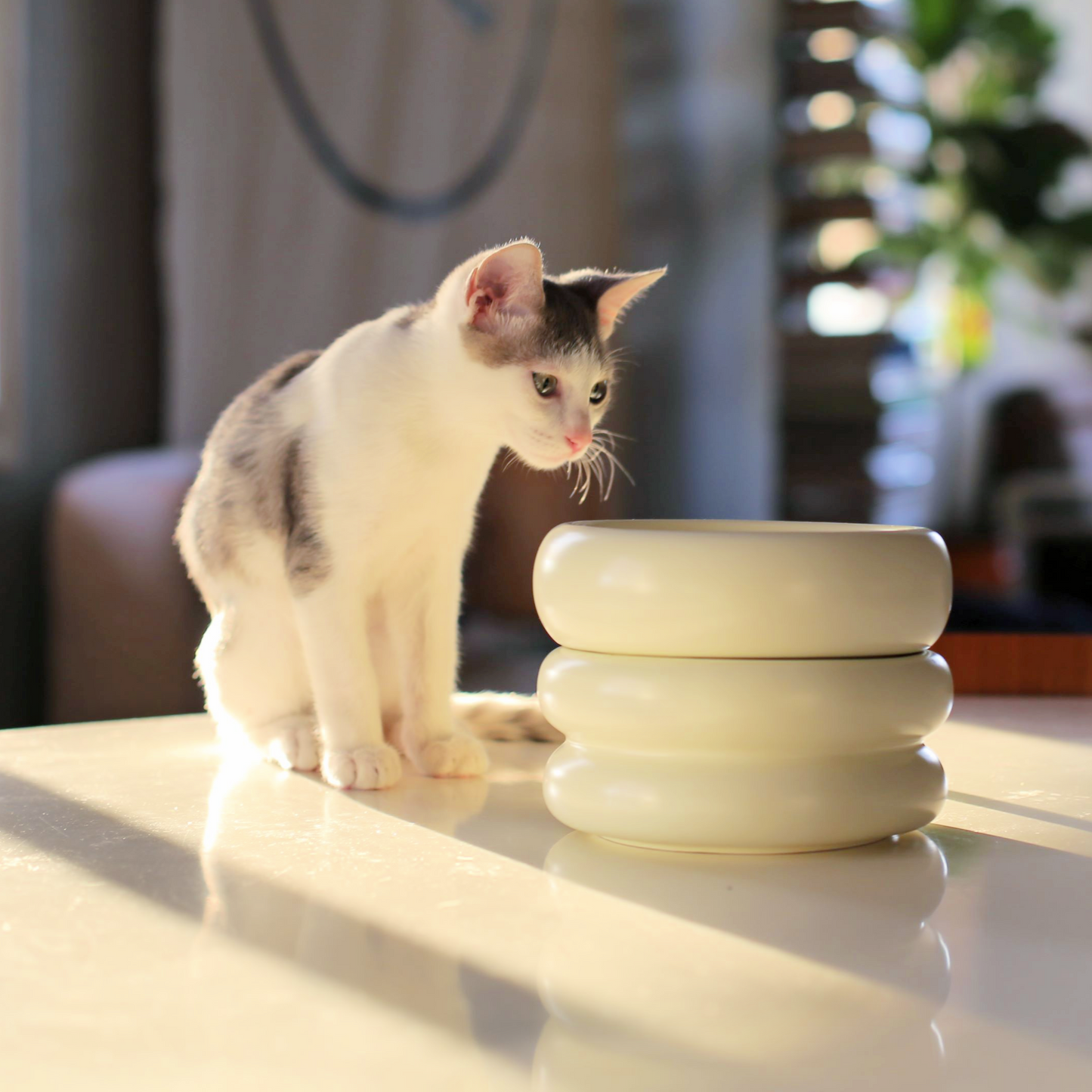stacking best modern cat bowls in white ceramic by catenary home with grey and white cat 