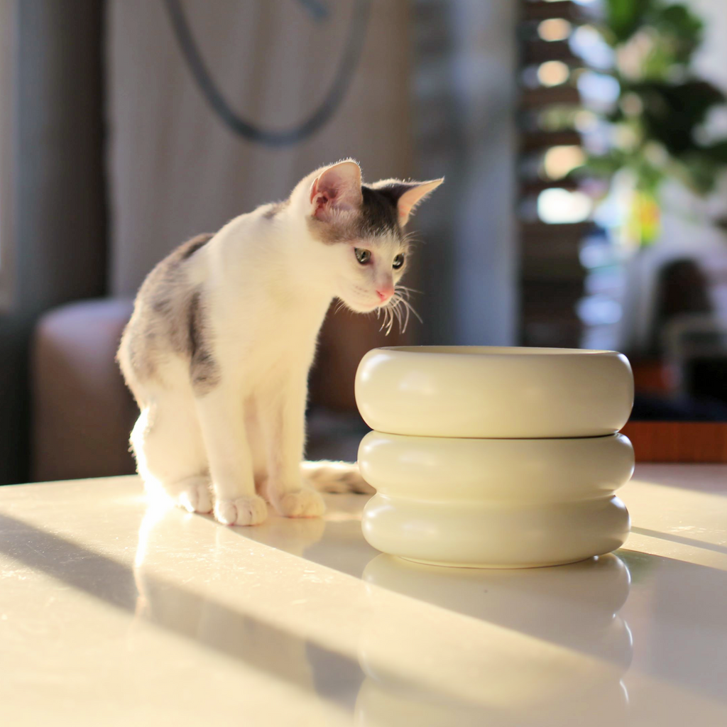 best elevated cat bowl stacked for custom elevation with grey and white cat with whisker fatigue and anti-vomiting prevention properties