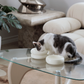a white and grey cat eating from modern cat bowls by catenary in an organic modern aesthetic home