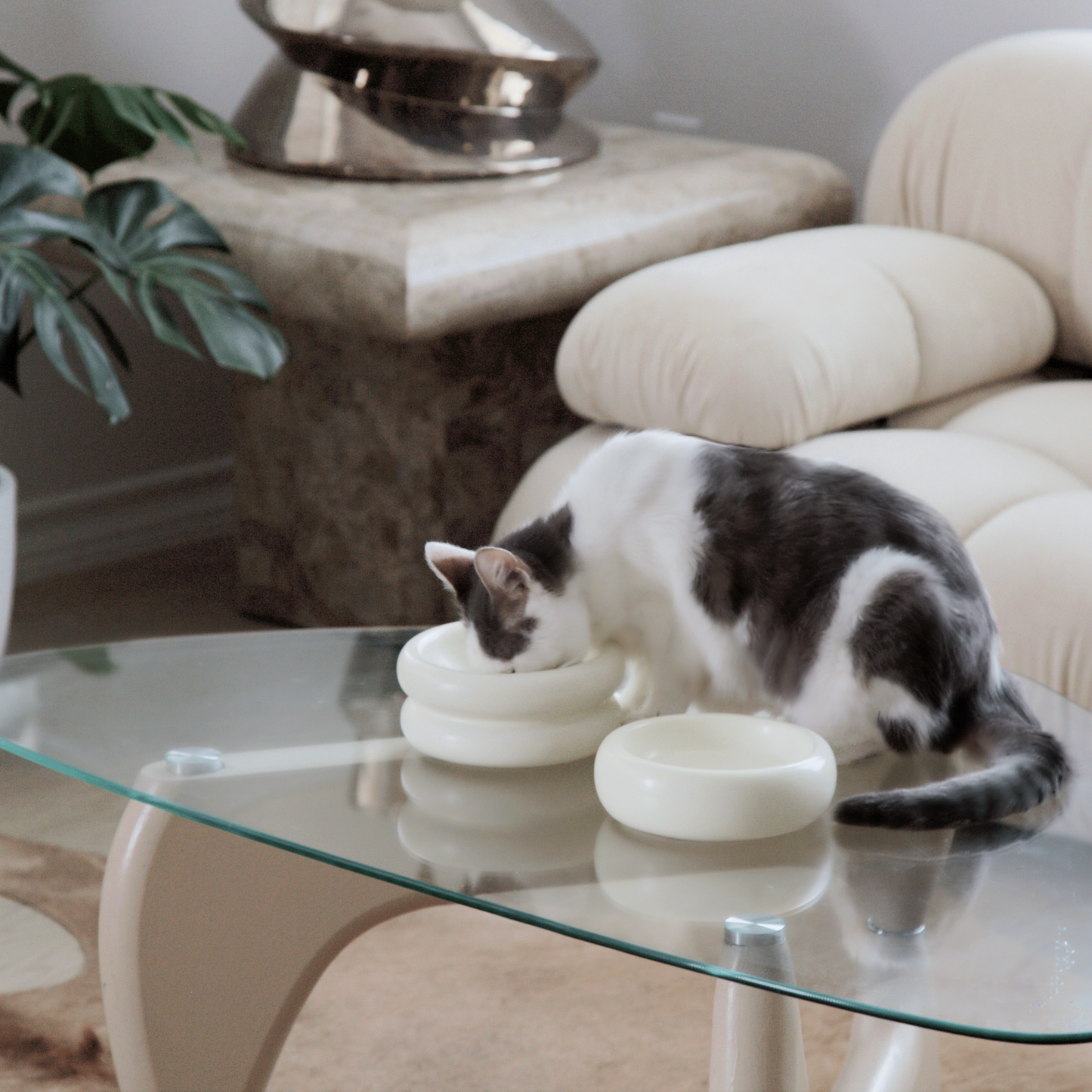 a white and grey cat eating from modern cat bowls by catenary in an organic modern aesthetic home that is whisker friendly and prevents whisker fatigue