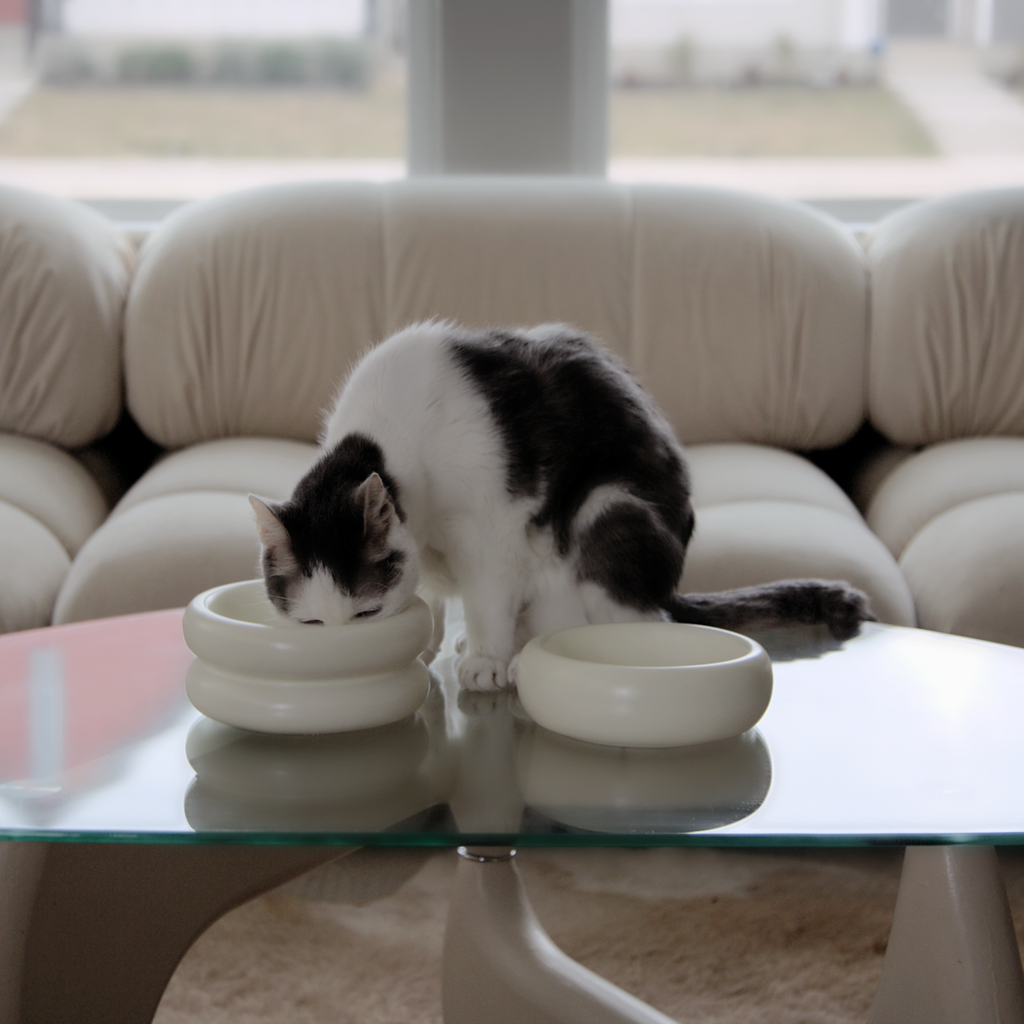 catenary white elevated cat bowls and cat food bowl or cat water dish with grey and white cat eating in modern living room on top of coffee table with whisker fatigue bowl design and anti-vomiting properties